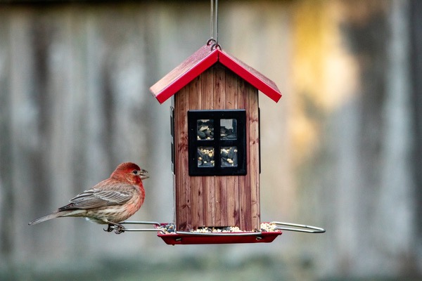 Tips van Vogelwachter Adriaan: Hoe krijg je meer vogels in de tuin van het verpleeghuis?